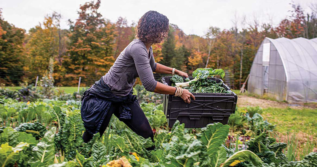 Por qué Elegir Frutas y Verduras Frescas y Locales: Conoce a Veri Alimenti®