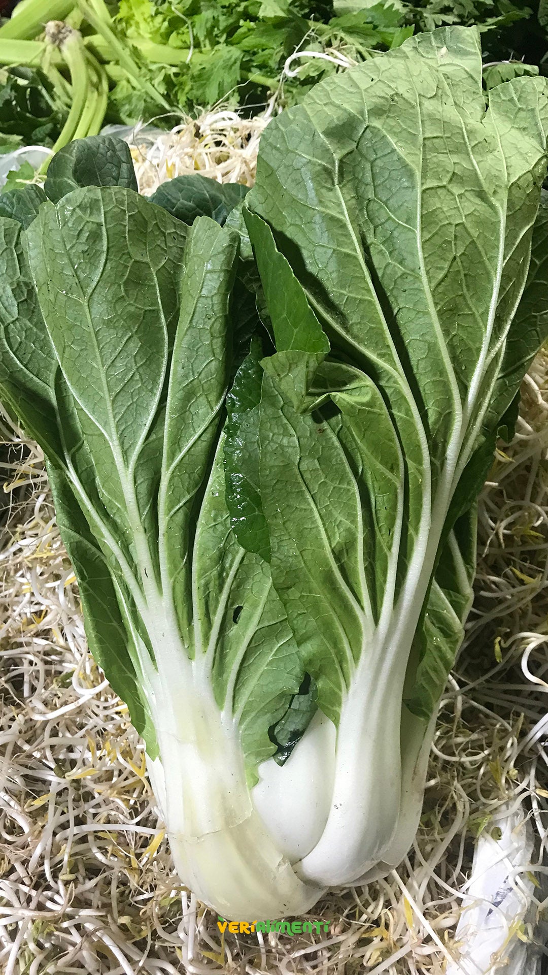 Acelga China Bok Choy