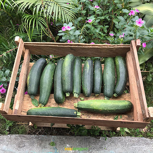 Calabacín verde - zucchini