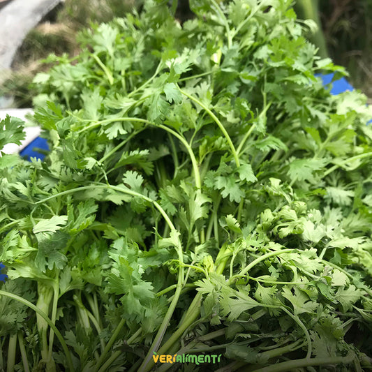 Cilantro Atadito