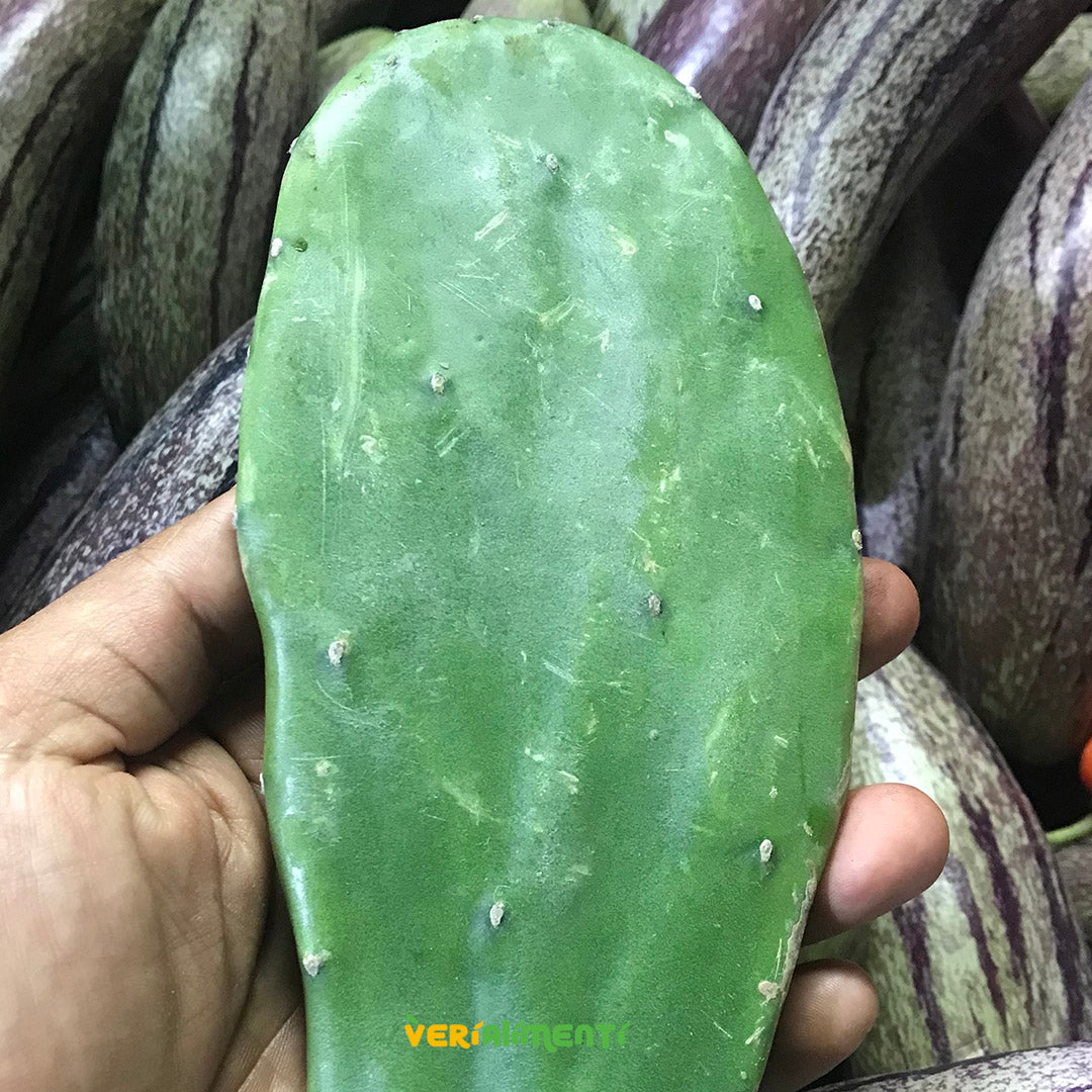 Nopal o cactus de higo chumbo