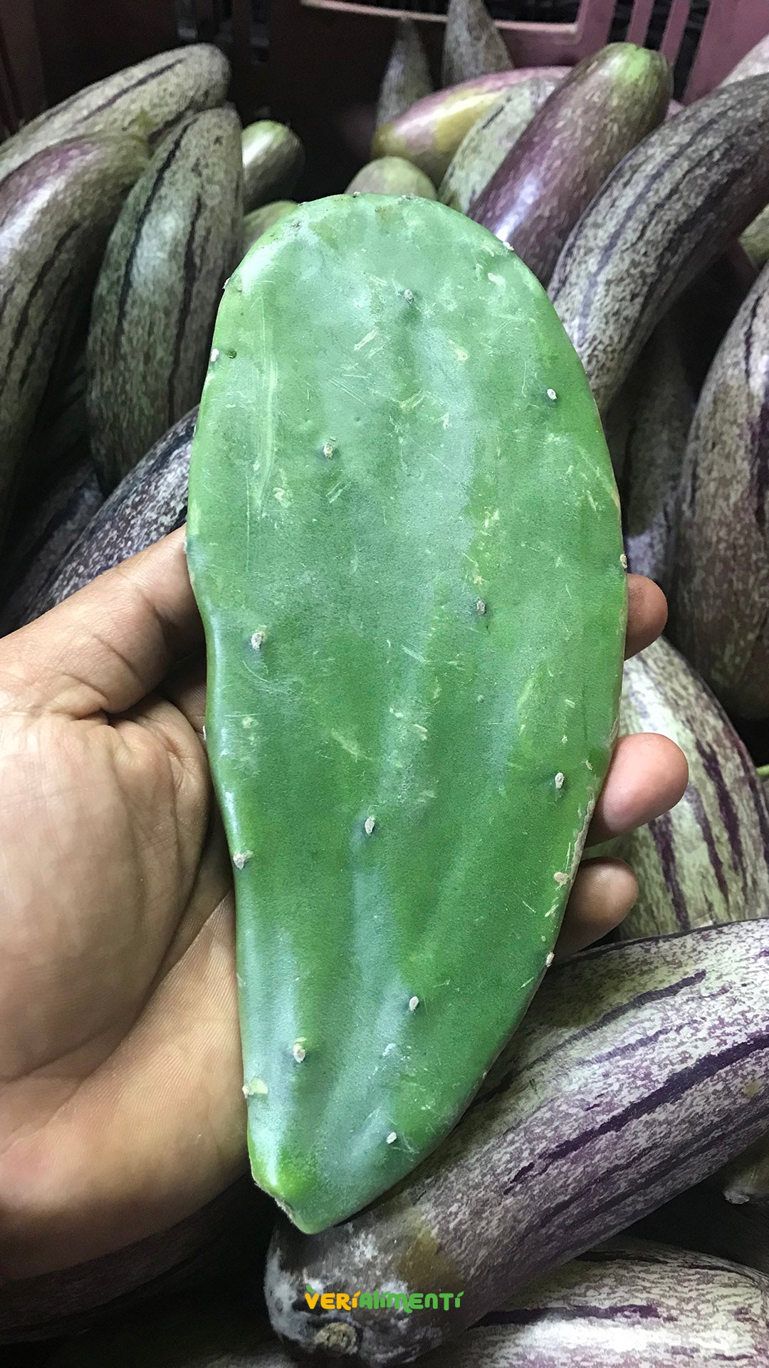 Nopal o cactus de higo chumbo