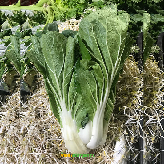 Acelga China Bok Choy