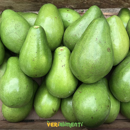 Aguacate Papelillo